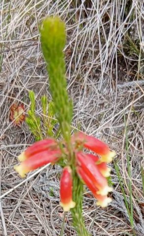 Erica viscaria subsp. longifolia flowering red with yellow tips